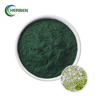 Chlorella Vulgaris pulber